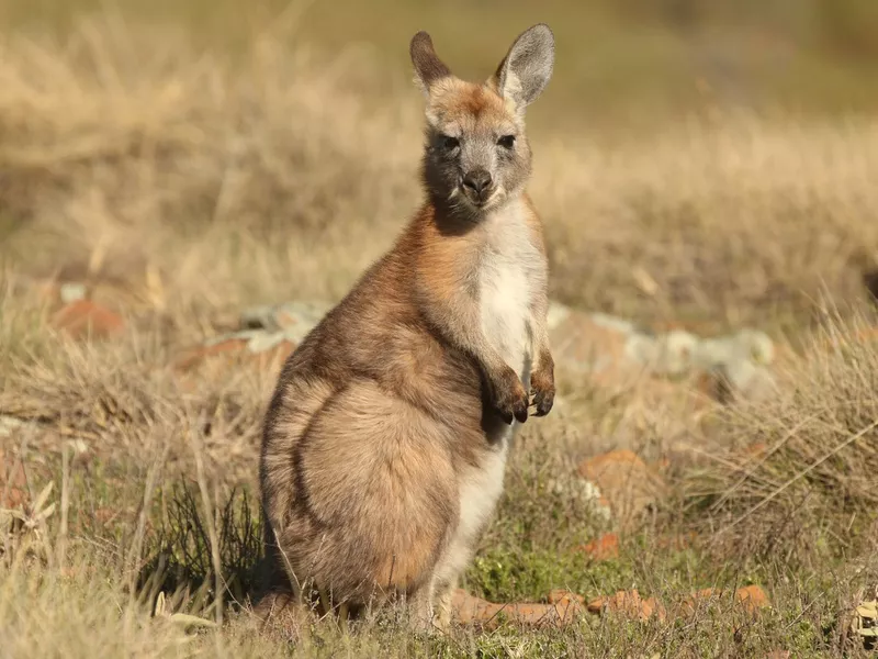 an alert wallaroo