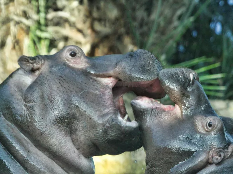 Mother and baby hippo playing