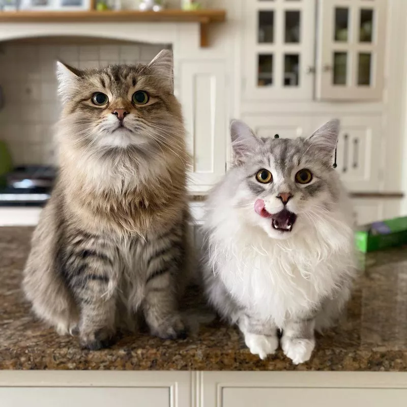 Siberian