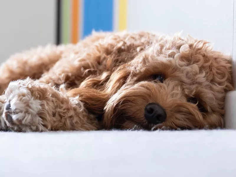 Cavapoo