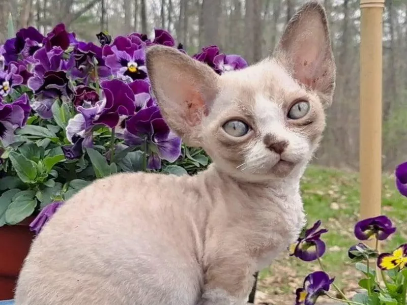 Minskin cat