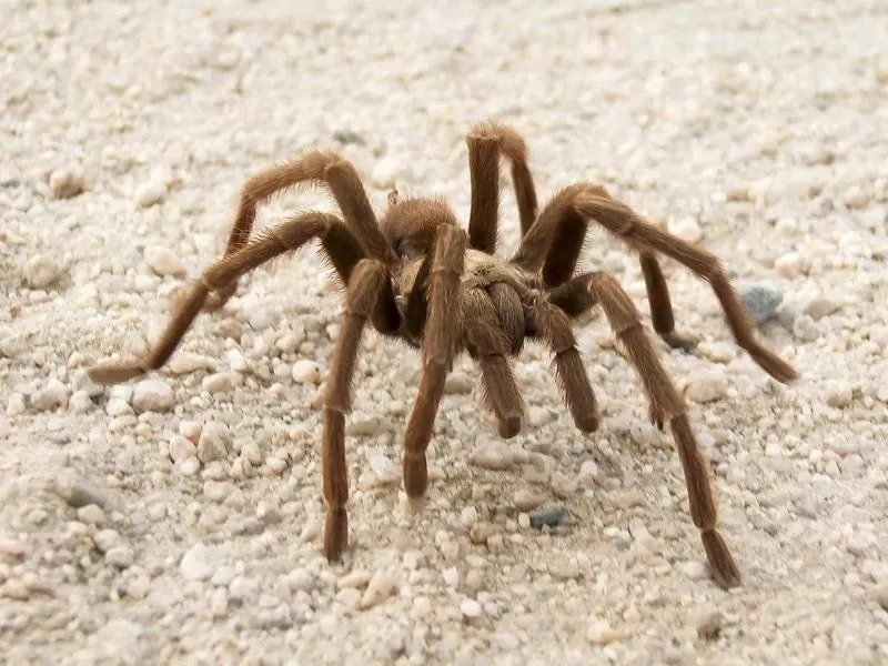 tarantula