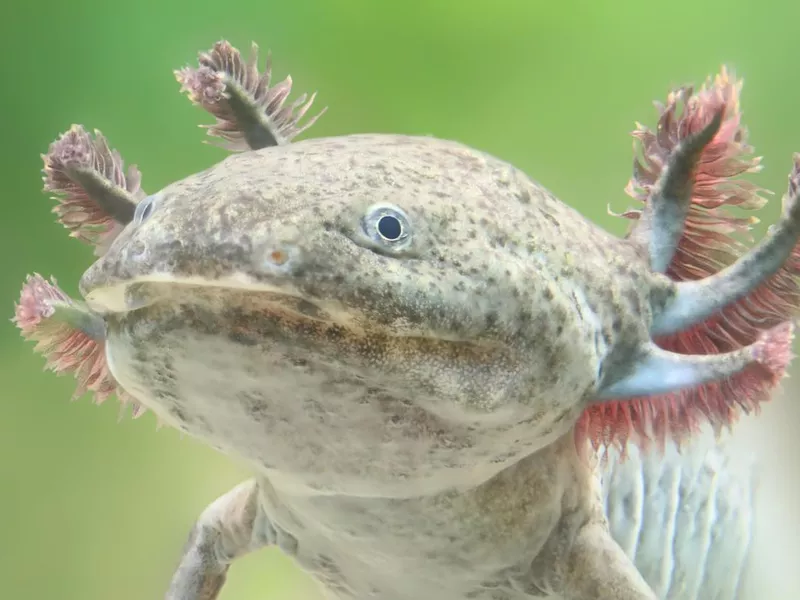 Close-up view of an Axolotl (Ambystoma mexicanum)