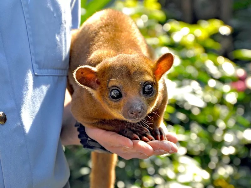Adorable Kinkajou