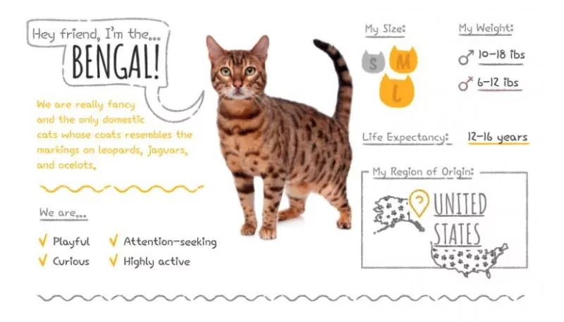 Bengal Summary