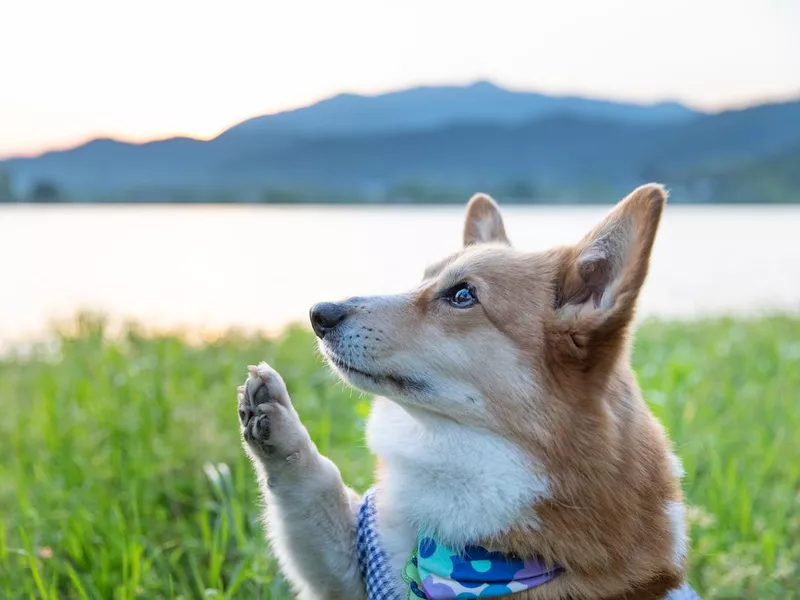 Dog looking at owner