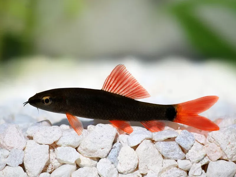 Rainbow Shark