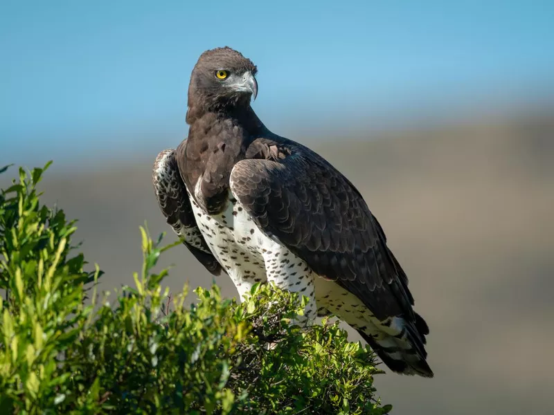 Martial Eagle