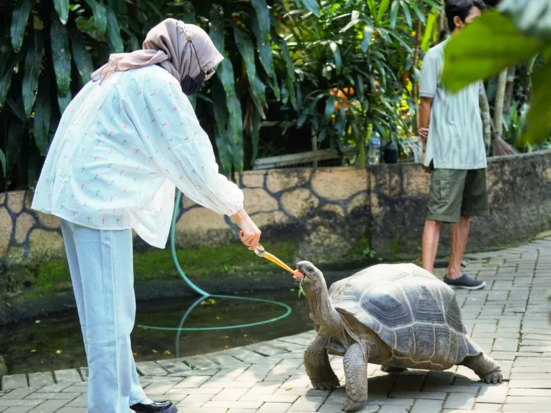 Tortoise