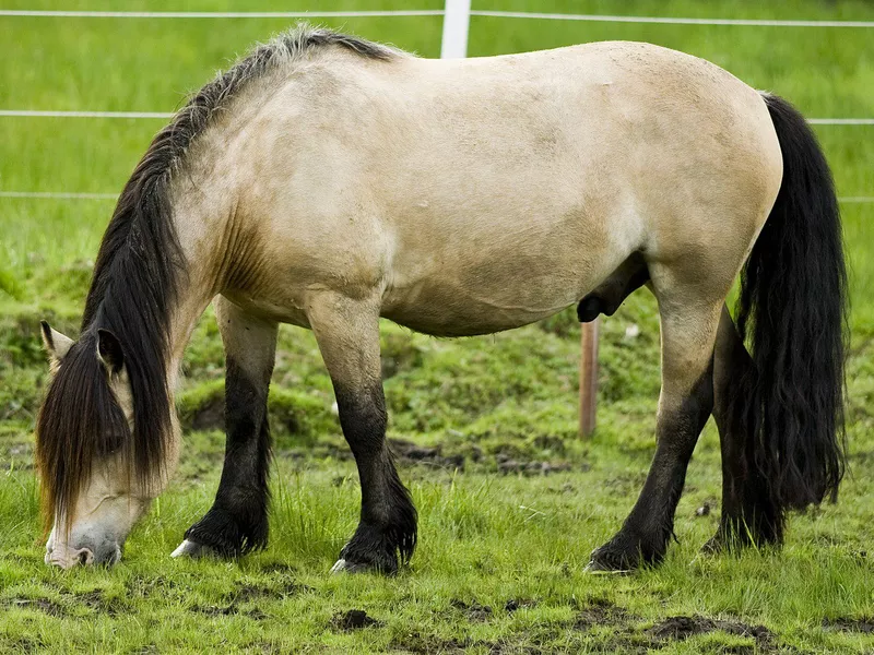 Dole Horse