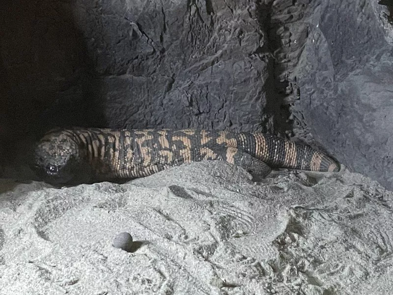 Gila Monster at Fresno Chaffee Zoo