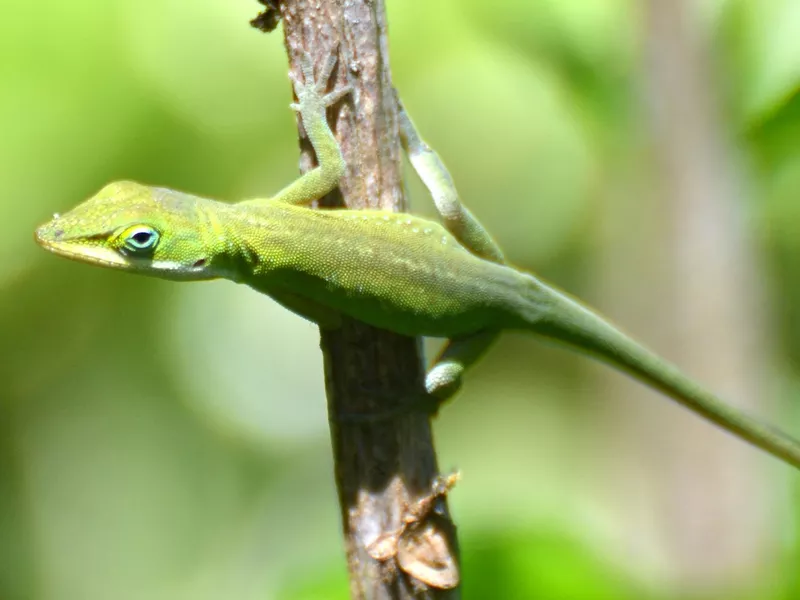 Green Anole