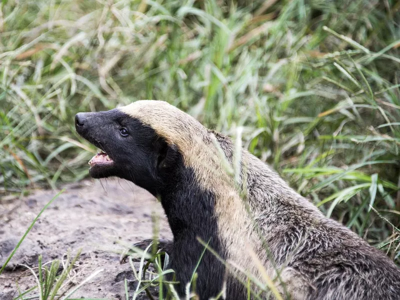 african honey badger