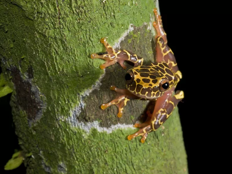 A giraffe morph clown frog