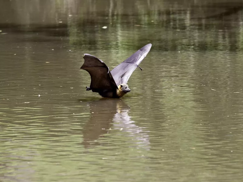 Flying fox bat