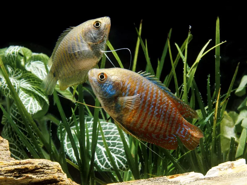 Dwarf Gourami