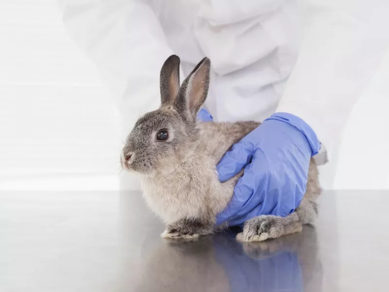 Vet examining a bunny rabbit