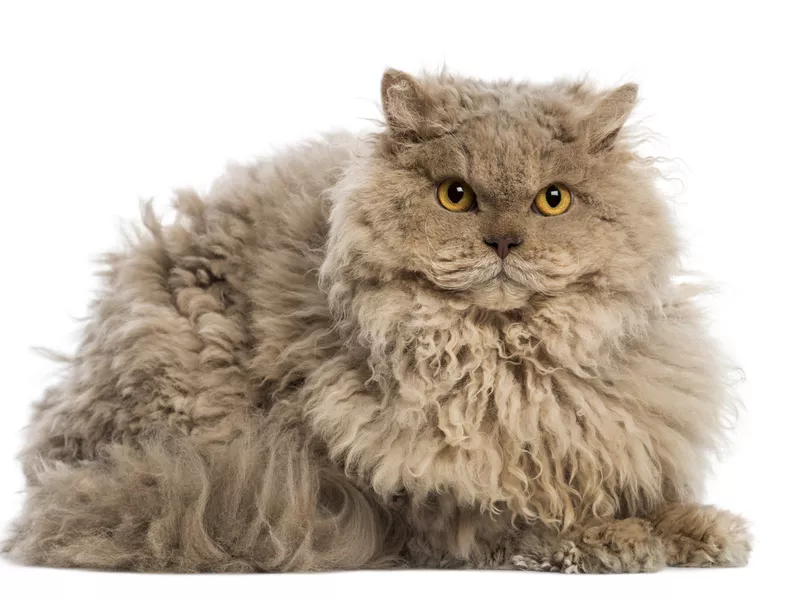 Selkirk rex cat