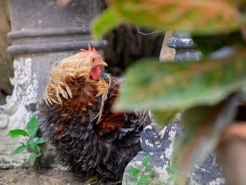 Dominique chickens with black and white feathers as pet in back garden