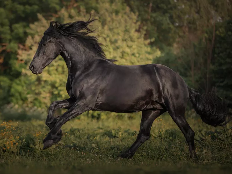 Black horse of the Friesian breed runs through the meadow