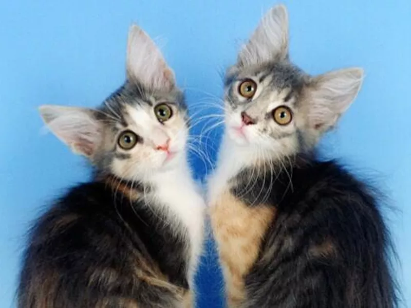 Javanese kittens
