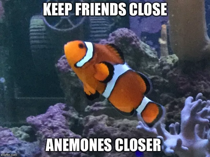 Clown fish meme