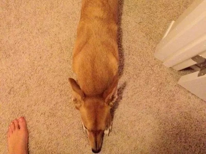 Corgi and greyhound mix