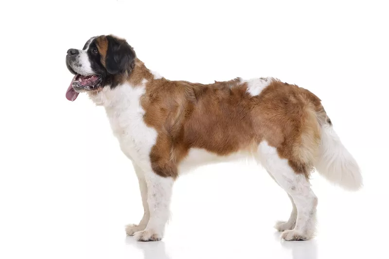 St. Bernard