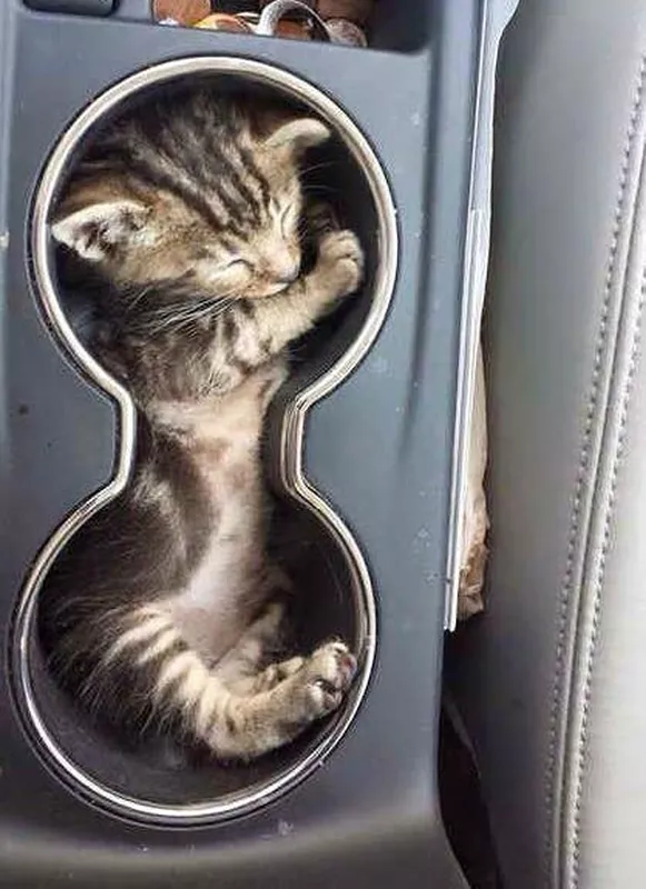 Kitten sleeping in a cup holder