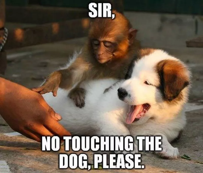Monkey and Puppy Meme