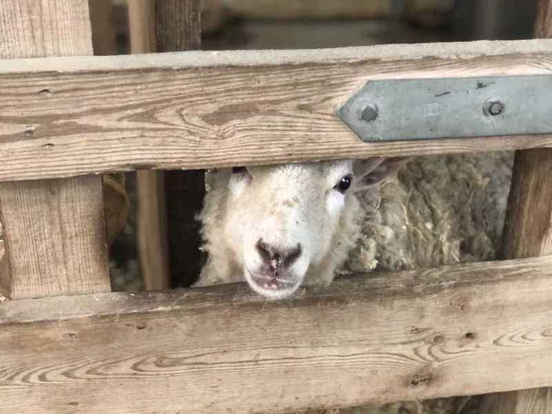 Sheep behind gate at Birmingham Zoo