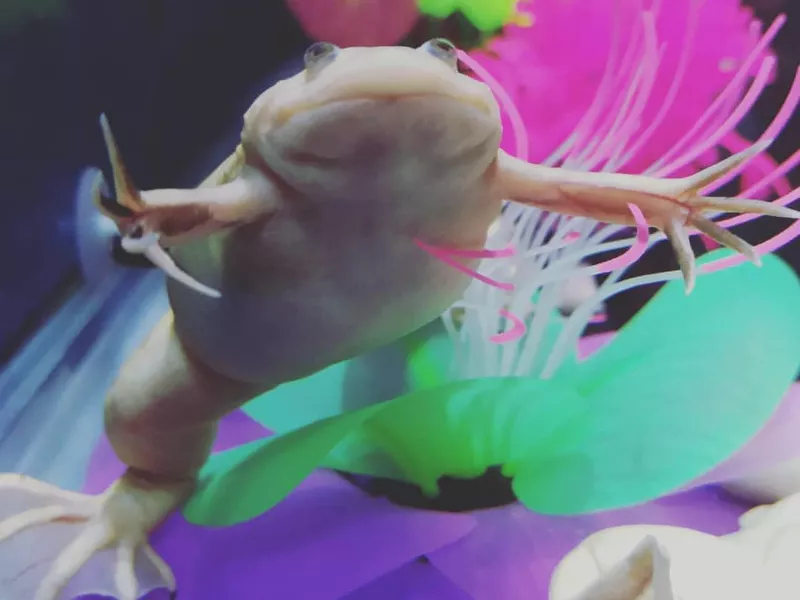 Xenopus Clawed Frog