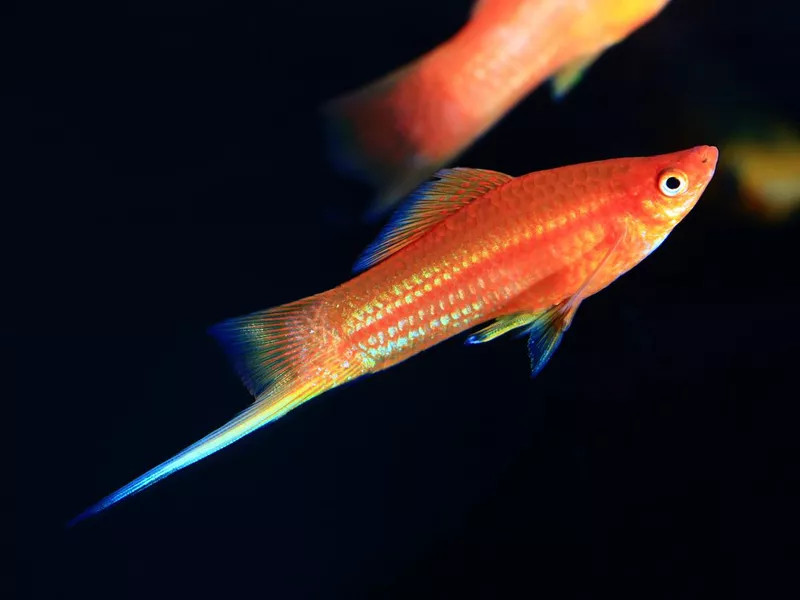 Swordtail Fish