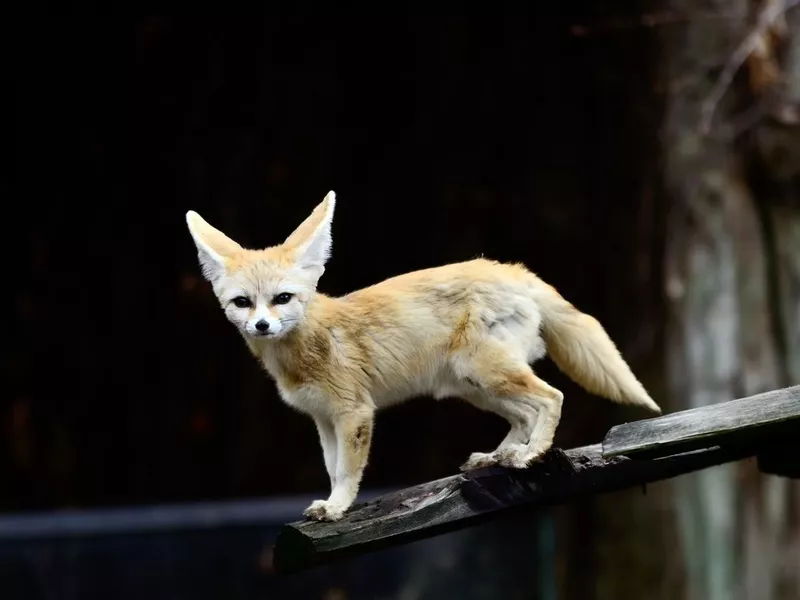 Fennec Fox
