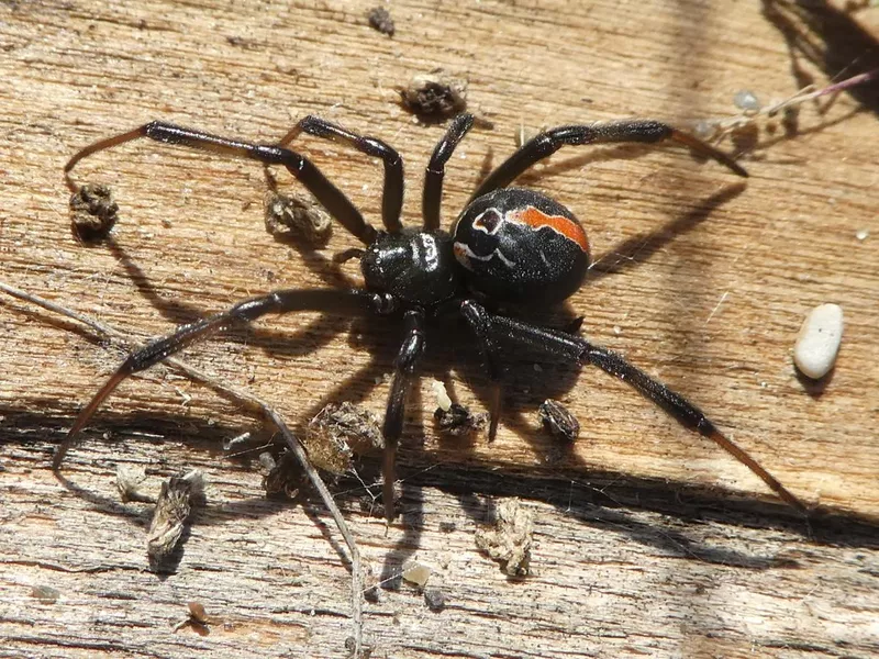 Katipo Spider
