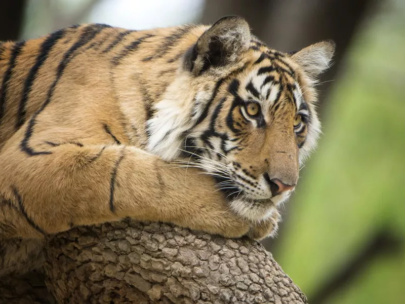 Bengal tiger (Panthera tigris tigris) on a tree, wildlife shot