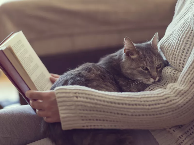Leisure time with a cat