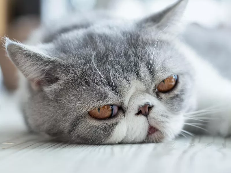 Exotic shorthair cat to be adopted