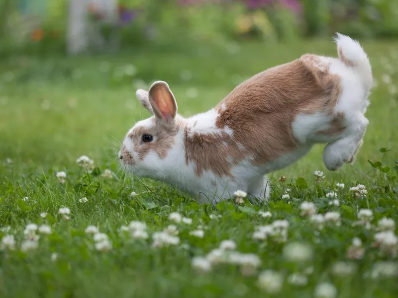 Funny easter rabbit