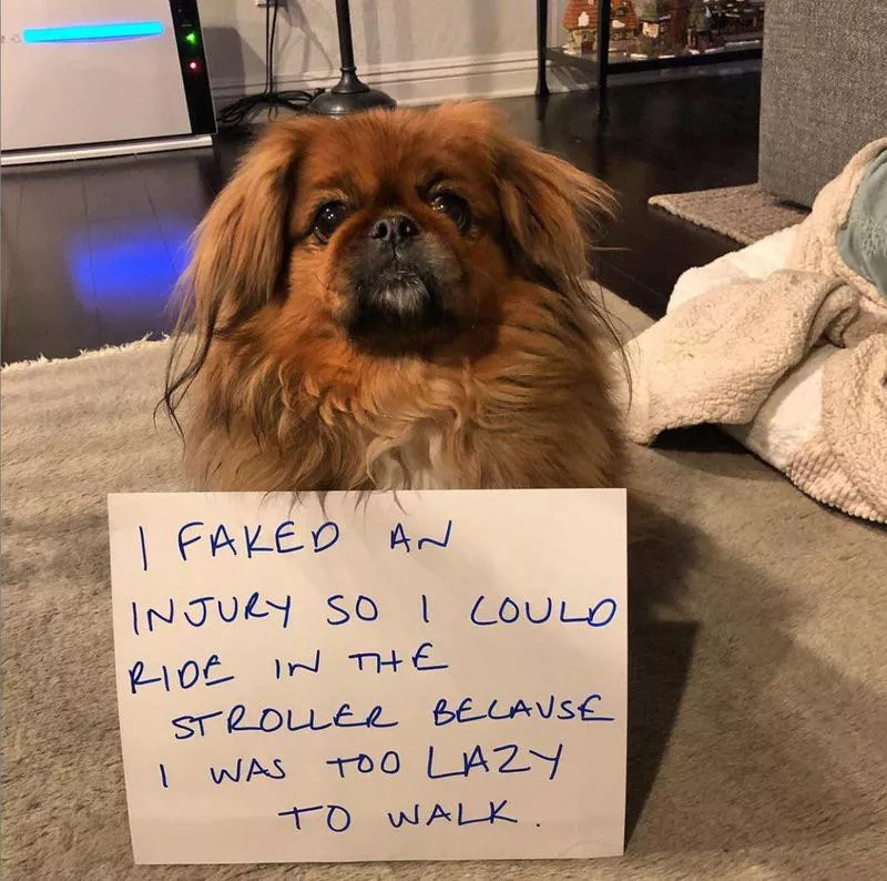 Dog fakes an injury