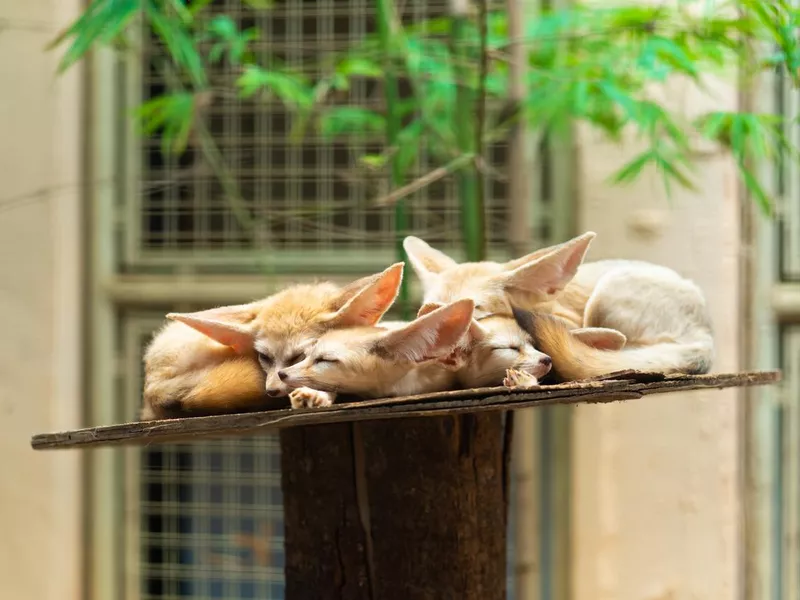 Cute sleeping fennecs on the shelf in the zoo