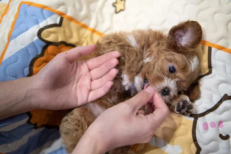Pet owner playing with little maltipoo puppy lying on a mattress
