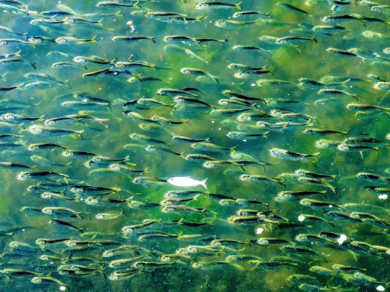 Menhaden Pogy Fish Swarm Padanaram Harbor Dartmouth Massachusetts