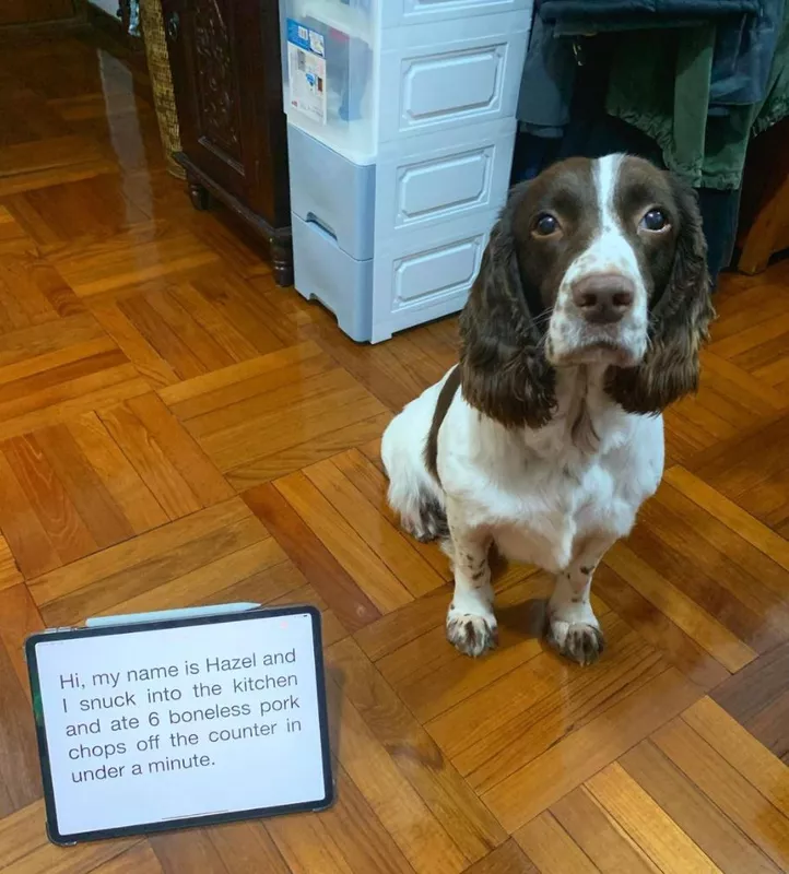 Funny basset hound at pork chops