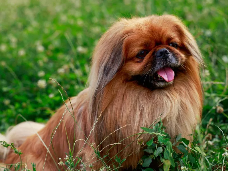 Pekingese
