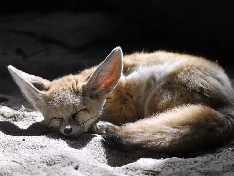 Fennec sleeping on the sand