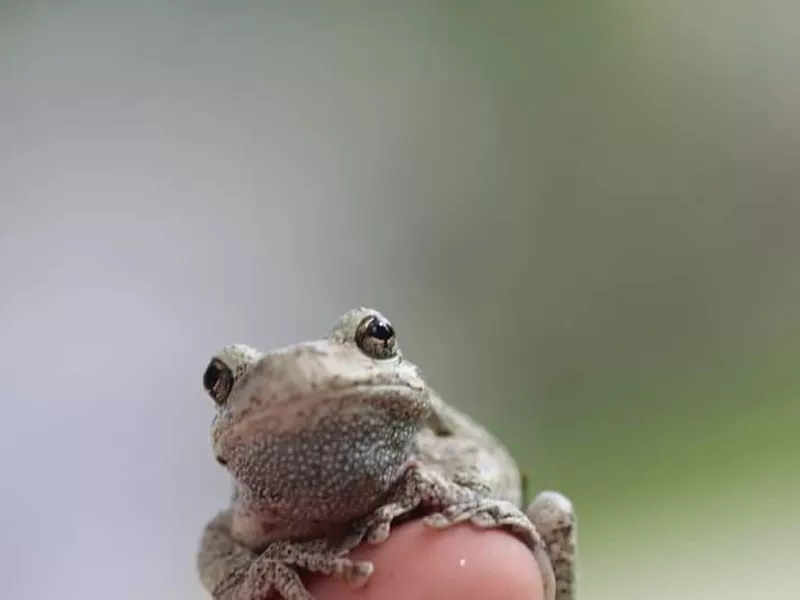 Gray Tree Frog