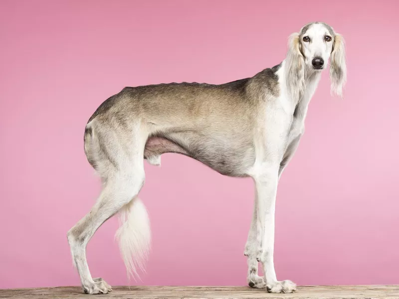 Elegant Saluki