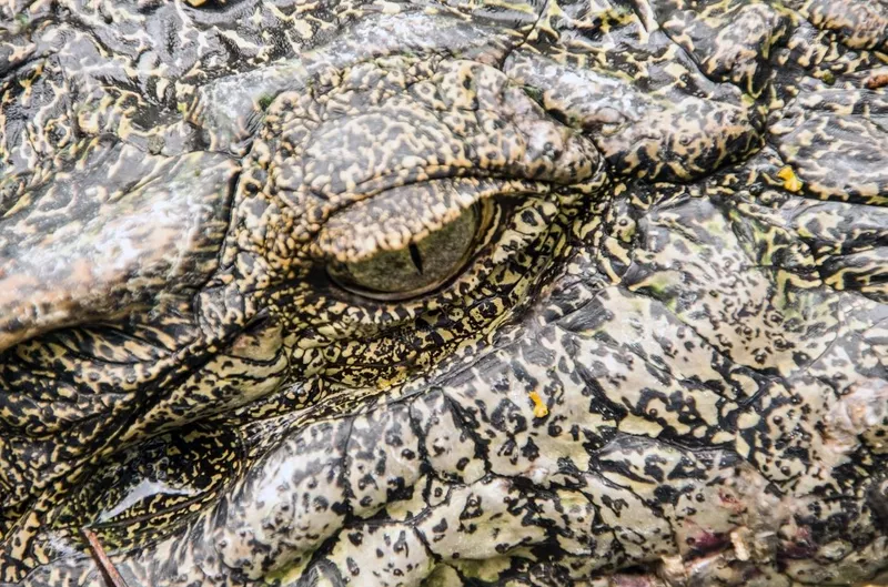 Crocodile crying