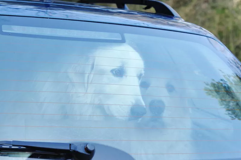 Dogs in the car